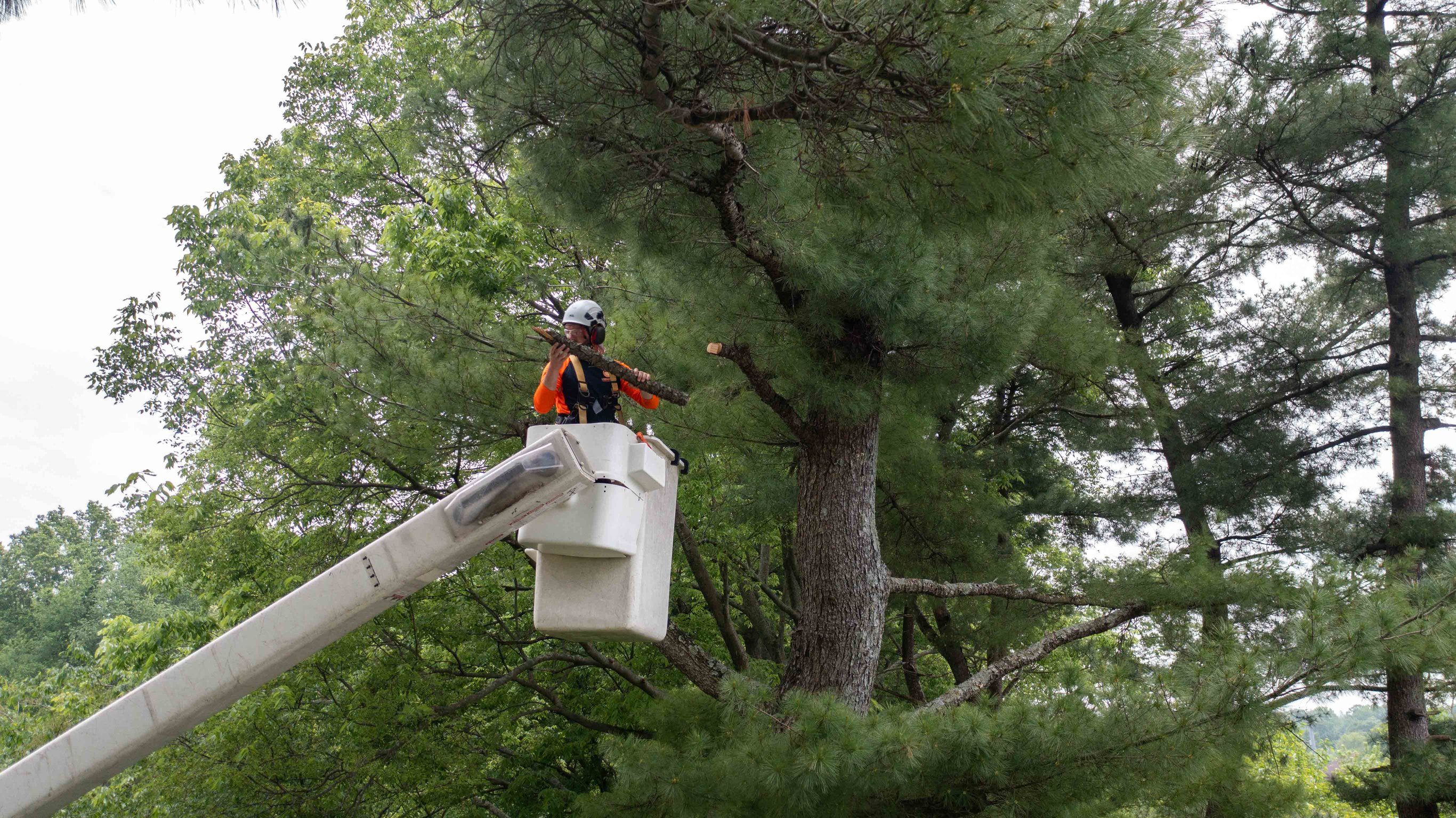 View of 5 Reasons Why Removing Diseased Trees is Crucial for Your Landscape